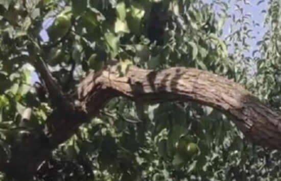 407岁梨树被烧空心仍能结果 背后的真相竟然是这样的