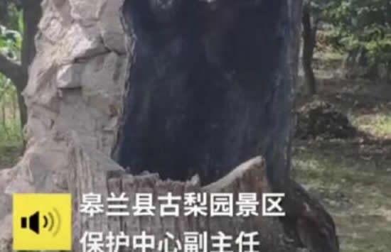 407岁梨树被烧空心仍能结果 背后的真相竟然是这样的