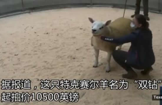 世界上最贵的羊332万元成交 什么品种为什么这么贵