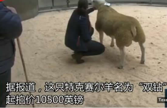 世界上最贵的羊332万元成交 什么品种为什么这么贵