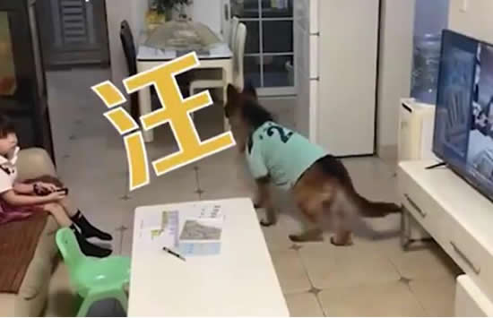 狗子听到家长进门提醒女孩写作业 网友:这样的狗给我来几条 狗子听到家长进门提醒女孩写作业 网友:这样的狗给我来几条