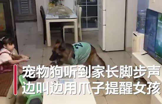 狗子听到家长进门提醒女孩写作业 网友:这样的狗给我来几条 狗子听到家长进门提醒女孩写作业 网友:这样的狗给我来几条