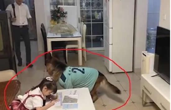 狗子听到家长进门提醒女孩写作业 网友:这样的狗给我来几条 狗子听到家长进门提醒女孩写作业 网友:这样的狗给我来几条
