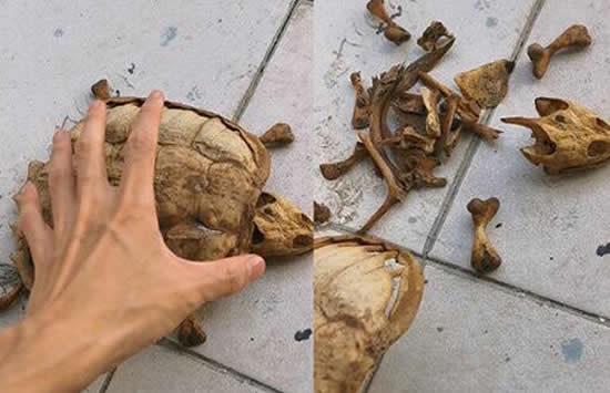 大学生8个月后返校乌龟还活着 网友:果然是万年的龟! 大学生8个月后返校乌龟还活着 网友:果然是万年的龟!