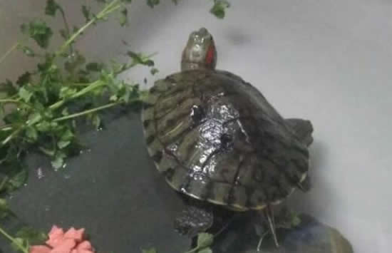 大学生8个月后返校乌龟还活着 网友:果然是万年的龟! 大学生8个月后返校乌龟还活着 网友:果然是万年的龟!