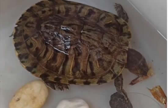 大学生8个月后返校乌龟还活着 网友:果然是万年的龟! 大学生8个月后返校乌龟还活着 网友:果然是万年的龟!