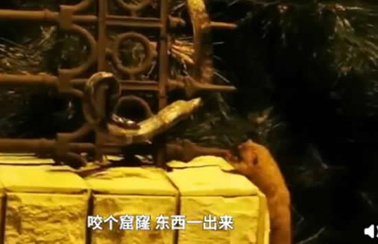 黄鼠狼与青蛇撕咬居民激情解说 网友:黄仙大战柳仙! 黄鼠狼与青蛇撕咬居民激情解说 网友:黄仙大战柳仙!