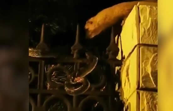 黄鼠狼与青蛇撕咬居民激情解说 网友:黄仙大战柳仙! 黄鼠狼与青蛇撕咬居民激情解说 网友:黄仙大战柳仙!