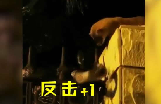 黄鼠狼与青蛇撕咬居民激情解说 网友:黄仙大战柳仙! 黄鼠狼与青蛇撕咬居民激情解说 网友:黄仙大战柳仙!