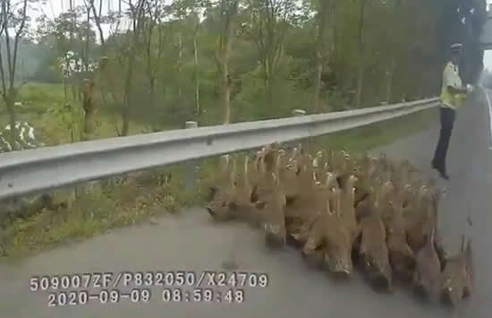 50多只鸭大摇大摆上高速 现场画面曝光既惊险又搞笑