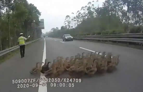 50多只鸭大摇大摆上高速 现场画面曝光既惊险又搞笑
