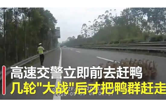 50多只鸭大摇大摆上高速 现场画面曝光既惊险又搞笑