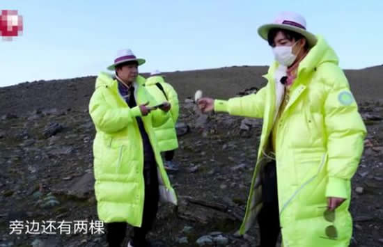 极限挑战嘉宾摘国家二级保护植物 刘宇宁发文回应此事真相来了 极限挑战嘉宾摘国家二级保护植物 刘宇宁发文回应此事真相来了