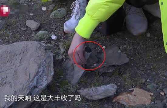 极限挑战嘉宾摘国家二级保护植物 刘宇宁发文回应此事真相来了 极限挑战嘉宾摘国家二级保护植物 刘宇宁发文回应此事真相来了