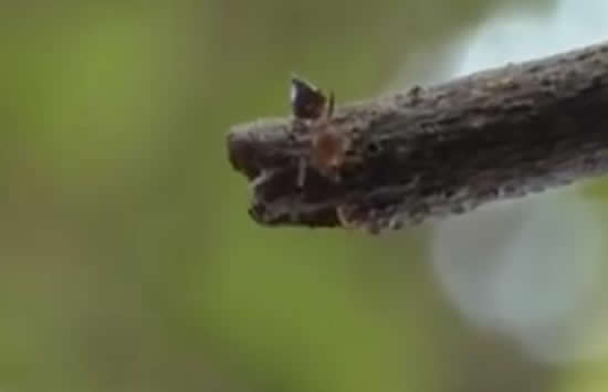 女子景区被蚂蚁叮咬心脏骤停 事件真相来了原来是这样 女子景区被蚂蚁叮咬心脏骤停 事件真相来了原来是这样