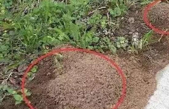 女子景区被蚂蚁叮咬心脏骤停 事件真相来了原来是这样 女子景区被蚂蚁叮咬心脏骤停 事件真相来了原来是这样