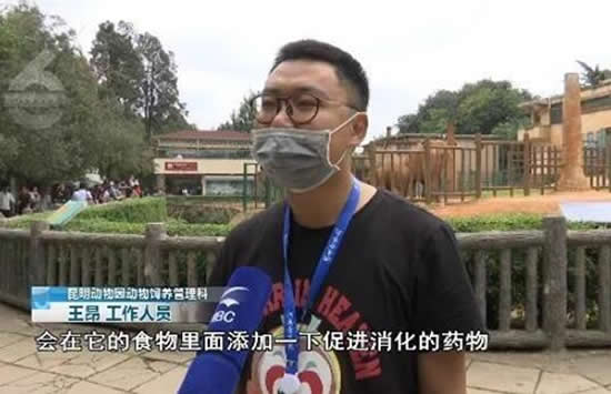 游客用裹塑料袋苹果投喂大象 事件后续来了 游客用裹塑料袋苹果投喂大象 事件后续来了