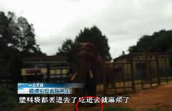 游客用裹塑料袋苹果投喂大象 事件后续来了 游客用裹塑料袋苹果投喂大象 事件后续来了