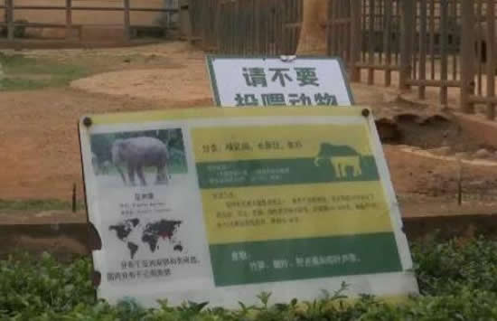 游客用裹塑料袋苹果投喂大象 事件后续来了 游客用裹塑料袋苹果投喂大象 事件后续来了