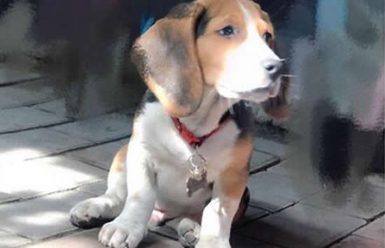 杨丞琳晒狗界李荣浩 网友：爱到深处自然黑