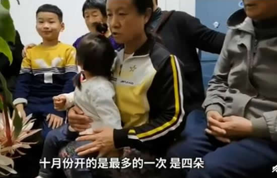 居民家中昙花4个月开了3次 昙花为什么会多次绽放呢