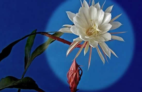 居民家中昙花4个月开了3次 昙花为什么会多次绽放呢