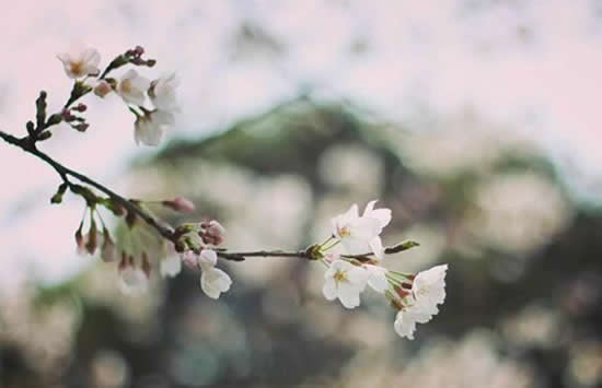 抖音心多憔悴爱付与东流的水是什么歌 歌曲《燕无歇》演唱者及歌词介绍 抖音心多憔悴爱付与东流的水是什么歌 歌曲《燕无歇》演唱者及歌词介绍