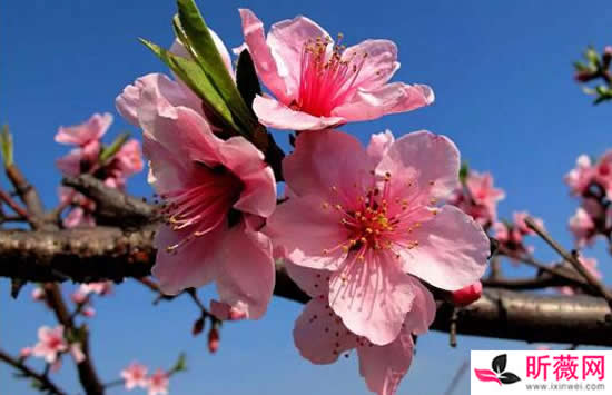 抖音三月来百草开盈香满袖万物苏是什么歌 歌曲《春三月》演唱者及歌词介绍 抖音三月来百草开盈香满袖万物苏是什么歌 歌曲《春三月》演唱者及歌词介绍