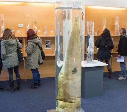 世界上最令人脸红的吉尼斯纪录：13项吉尼斯目定口呆了