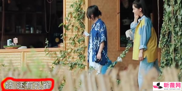 张婧仪周迅什么关系啊（真实关系）