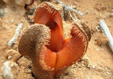 女人各种类型阴部：花朵演示女性私处美图