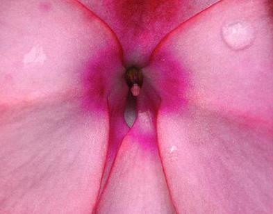 女人各种类型阴部：花朵演示女性私处美图