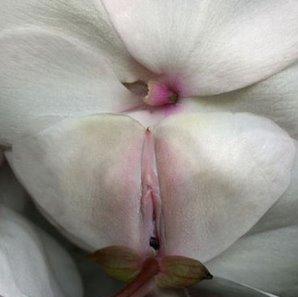 女人各种类型阴部：花朵演示女性私处美图