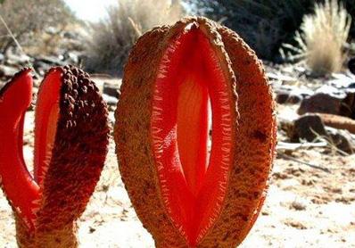 女人各种类型阴部：花朵演示女性私处美图