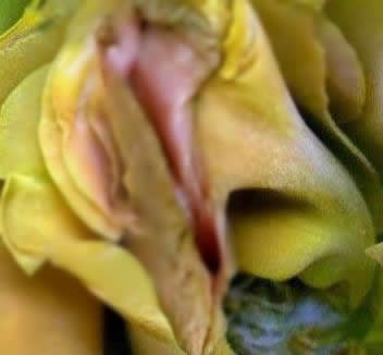 女人各种类型阴部：花朵演示女性私处美图