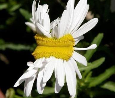 女人各种类型阴部：花朵演示女性私处美图