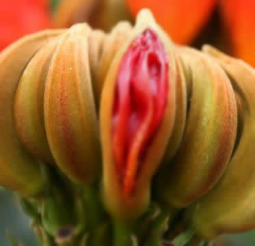 女人各种类型阴部：花朵演示女性私处美图