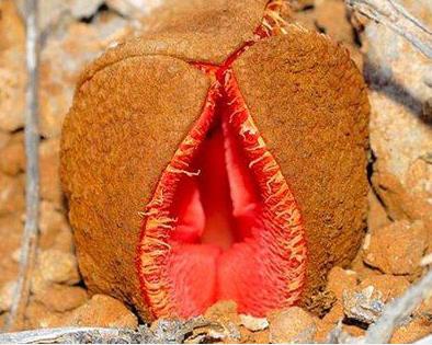 女人各种类型阴部：花朵演示女性私处美图