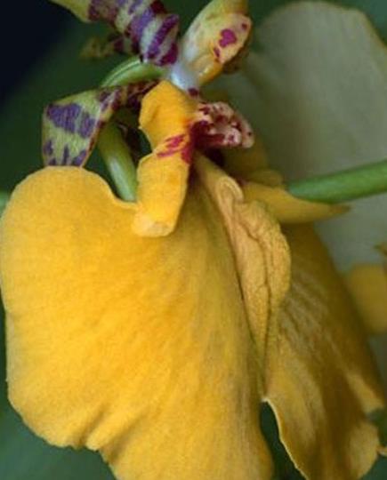 女人各种类型阴部：花朵演示女性私处美图