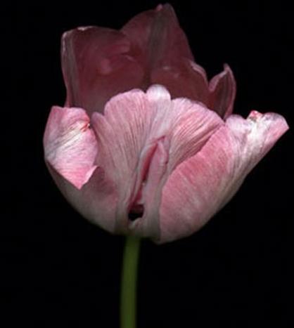 女人各种类型阴部：花朵演示女性私处美图