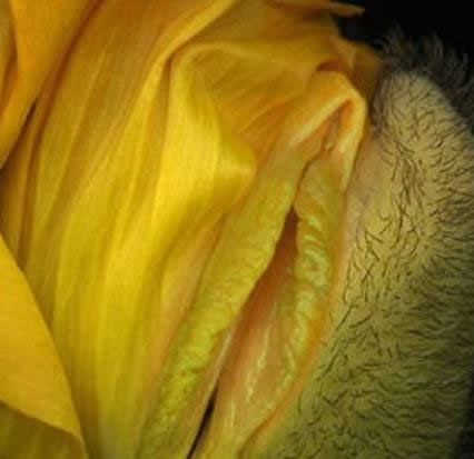 女人各种类型阴部：花朵演示女性私处美图