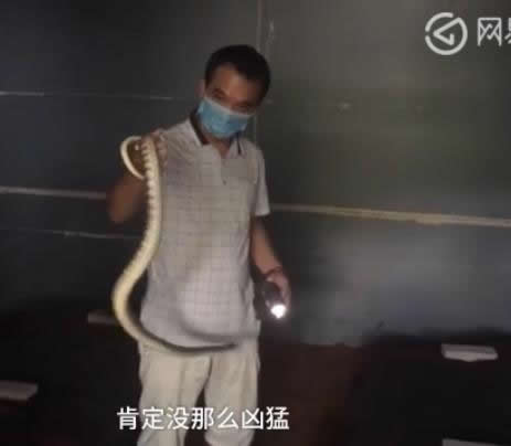 村民养2万条蛇：被咬十多次但利润可观扔坚持（图）