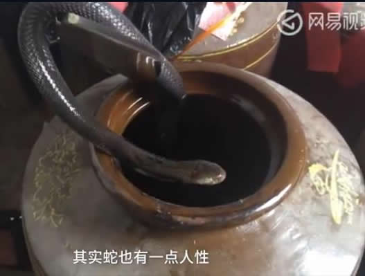 村民养2万条蛇：被咬十多次但利润可观扔坚持（图）