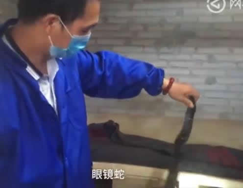 村民养2万条蛇：被咬十多次但利润可观扔坚持（图）
