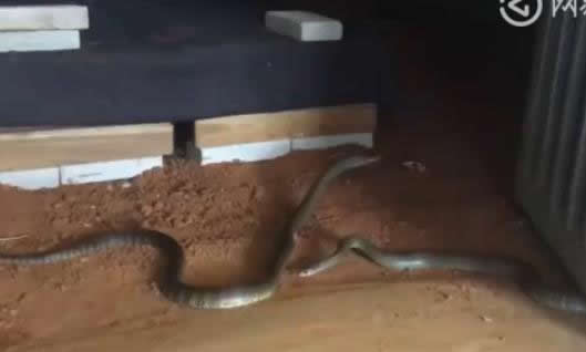 村民养2万条蛇：被咬十多次但利润可观扔坚持（图）