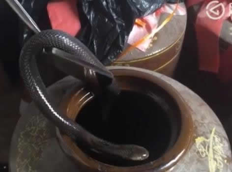 村民养2万条蛇：被咬十多次但利润可观扔坚持（图）