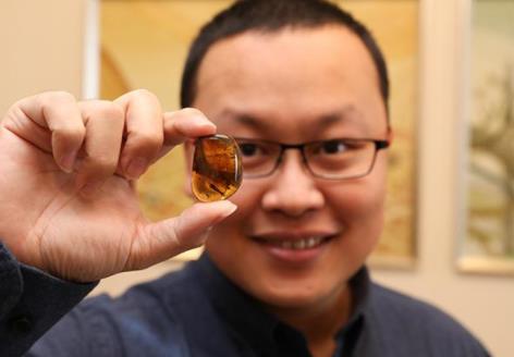 9900万年前的蛇：琥珀中发现蛇,全新物种蛇类标本