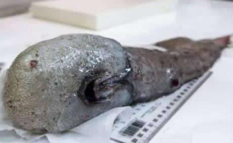 海底一万米的恐怖之处:深海中生物盘点(图) 海底一万米的恐怖之处:深海中生物盘点(图)