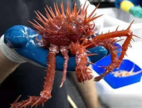 海底一万米的恐怖之处:深海中生物盘点(图) 海底一万米的恐怖之处:深海中生物盘点(图)