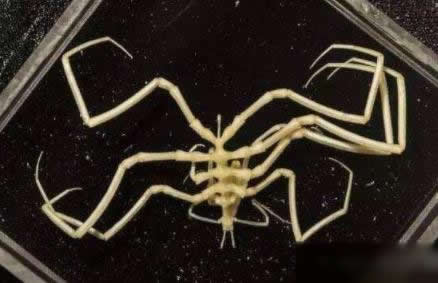 海底一万米的恐怖之处：深海中生物盘点（图）